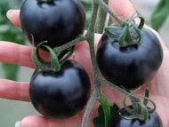 Kenalan dengan 'Indigo Rose', Buah Hasil Persilangan Antara Tomat Ungu dan Merah