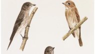 Peneliti Ungkap Spesies Burung Baru Sulawesi