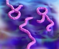 توصيات وقائية في ظل انتشار الإيبولا Newsitem_news_114_344