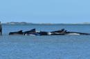 Des baleines-pilotes échouées à Farewell Spit, en Nouvelle-Zélande, le 11 février 2017