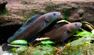 O peixe azul com cabeça de serpente está entre as espécies desobertas no Himalaia entre 2009 e 2014