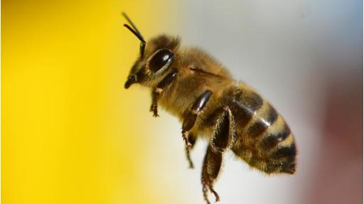 La ville, nouveau refuge pour les abeilles ?