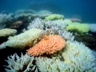 全球暖化 太平洋珊瑚白化
