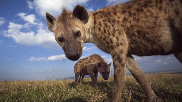 Un zoo japonais essaie d'accoupler deux hyènes mâles durant 4 ans avant de s'apercevoir de son erreur 4862761