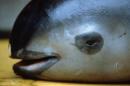 Imagen tomada en febrero de 1992 en el golfo de Santa Clara, en Sonora, México, a una "Vaquita Marina" (Phocoena sinus) aparentenemten muerta luego de ser pescada confundida con peces Totoaba macdonaldi