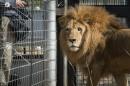     Des lions maltraités dans des cirques relâchés en Afrique du Sud
