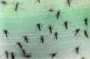 China confirma primer caso de virus de Zika en hombre que viajó a Venezuela: Xinhua