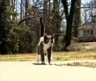 Cat Finds Owner Who Moved