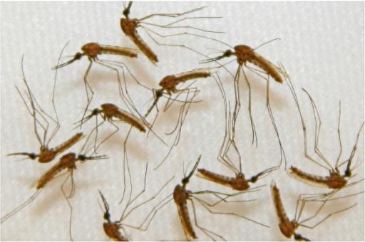 (Arquivo) Mosquitos infectados com malária