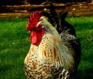 日本研究發現，雞群是一個階級嚴明的社會，地位最高的公雞可優先開飯、交配和啼叫。（photo by Julie anne Johnsone on Flickr - used under Creative Commons license）