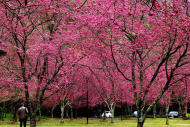 文／MOOK景點家旅遊生活網編輯部整理報導   不用出國，在台灣就能欣賞動人的櫻花美景。位於南投的奧萬大沙印(第二)停車場八重櫻已盛開綻放，滿滿花朵宛如大片粉色屏風，美不勝收的景色，被許多網友稱為台灣最美的停車場。 最美的停車場在南投奧萬大。（圖片來源／奧萬大情報站） 櫻木夾道與翠綠山景相呼應。（圖片來源／奧萬大情報站） 日本賞櫻季在三月中陸續到來，如果沒有計畫出國賞櫻，其實在台灣就有許多不輸國外的賞櫻景點。南投奧萬大園區內種植上千株櫻花樹，包含粉紅色的山櫻花首先自一月下旬自二月上旬為櫻花季節揭開序幕、接著由艷紅色的八重櫻自二月份登場，最後還有壓軸登場的純白霧社櫻，一整個春季奧萬大都能見到美麗的櫻花景色。 宛如粉紅色的屏風。（圖片來源／奧萬大情報站） 奧萬大櫻開燦爛，春色正美。（圖片來源／奧萬大情報站） 奧萬大櫻開燦爛，春色正美。（圖片來源／奧萬大情報站） 奧萬大兩大特色步道重新開放。（圖片來源／林務局） 除了賞櫻，來到奧萬大更能沿著步道，享受天然的芬多精洗禮，奧萬大二條特色步道瀑布區步道及楓林步道，已經在年節期間重新開放，周末假期不妨把握櫻花季美景，帶著家人一起來走走。    不只有櫻花 春季必看日本六大花卉慶典 》https://ec.yimg.com/ec?url=http%3a%2f%2fwww.mook.com.tw%2farticle.php%3fop%3darticleinfo%26%2338%3barticleid%3d13042&t=1456217244&sig=n_O1Qv8DG0X.HPRwkCxs4w--~C