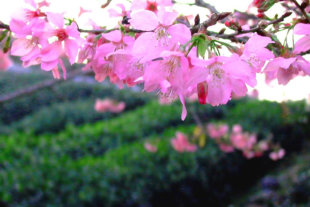 粉嫩的櫻花點綴山林。(圖片來源／臺大實驗林)