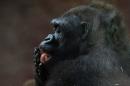 Usa, su morte gorilla Harambe indaga la polizia di   Cincinnati