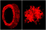 美國研究團隊透過立體培養皿發現，人類大腸癌細胞會呈現「甜甜圈」與「棘狀」兩種型態，其中棘狀細胞移動能力強，是癌症轉移的主因。（photo by美國科學促進會官方網站）