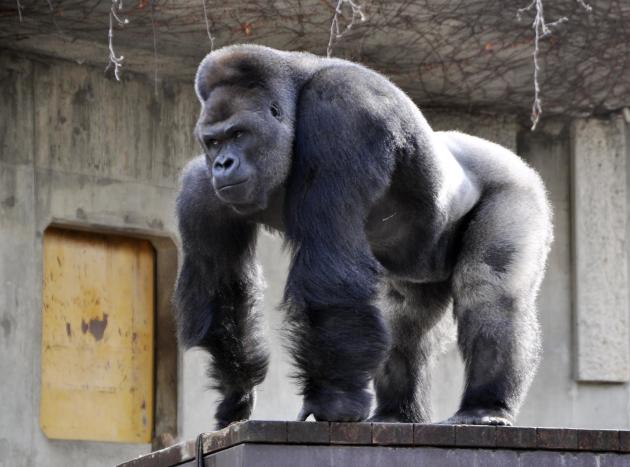El gorila Shabani, de 180 kilos, observa desde su recinto en el zoo y jardín botánico de Higashiyama, en la prefectura de Aichi, en el centro de Japón, el 26 de junio de 2015 (Zoo de Higashiyama/AFP | -)
