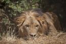Afrique du Sud: Un lion en fuite met en échec les rangers et tue 15 moutons
