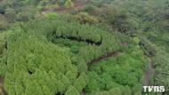​30年拿20億種樹！　台灣樹王賴桑全送地球