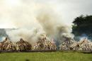 Trafic d'ivoire : le Kenya fait brûler des défenses d'éléphants