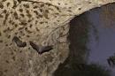Bats fly in a cave near Tel Aviv
