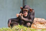 研究顯示，黑猩猩使用工具是本性使然，這項研究結果可望進一步了解人類演化之謎。（photo by wikipedia）