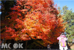 福壽山楓紅艷麗，每年都吸引了不少遊人趕緊前往捕捉最美秋色。（圖片提供／退輔會）