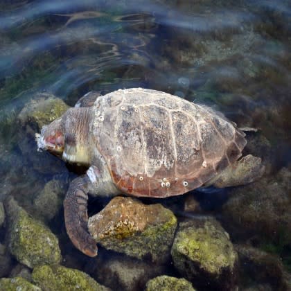 Ζάκυνθος: Η πρώτη φετινή φωλιά της χελώνας Καρέττα - Καρέττα στα Σεκάνια!