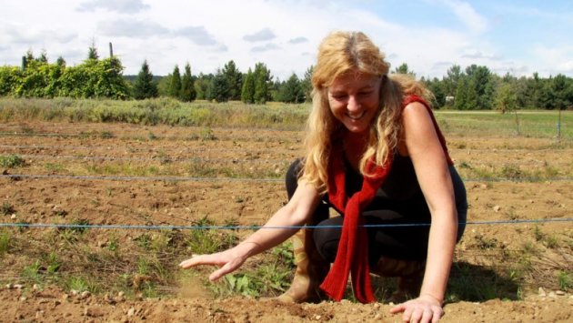 Canada's first saffron farm expecting excellent crop