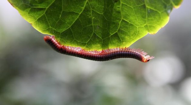 Selon une récente étude de l'Université du Missouri, les plantes entendent quand on les mange et elles n'aiment pas ça