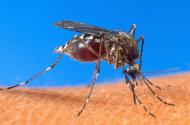 Pela primeira vez, uma vacina contra a malária, apesar de eficácia limitada, recebeu o aval das autoridades europeias, abrindo novas perspectivas para a luta contra esta doença, especialmente letal na África