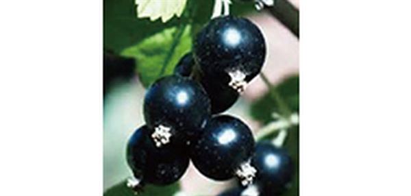 許多水果種類像是葡萄、藍莓、櫻桃、草莓、黑醋栗、蔓越莓、山桑，及紫色甘藷等，均是豐富的花青素來源。