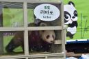 Lebao, uno de los dos osos panda gigantes regalados por China a Corea del Sur, en una ceremonia de bienvenida en el aeropuerto de Incheon, al oeste de Seúl, el 3 de marzo de 2016