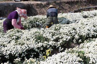 菊農正忙著照料盛開的杭菊。(圖片來源／客家文化旅遊資訊網)