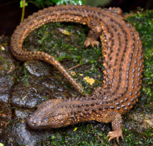 Biawak Tak Bertelinga di habitanya di Kalimantan. Foto: Indraneil Das