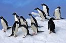 Penguins of Madagascar Tak Sesukses Perkiraan  