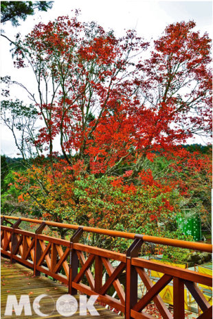秋遊阿里山，欣賞不一樣的山林美景。(圖片提供／嘉義林管處)