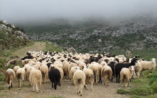 Ήπειρος: Κτηνοτρόφοι έσωσαν τα κοπάδια τους από Αλβανούς ζωοκλέφτες