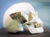 Le crâne d'un Homo Sapiens, vieux de 9.600 ans, est exposé dans le port de Rotterdam le 24 janvier 2014 à Rotterdam