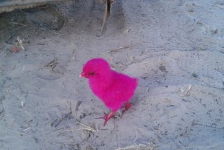 粉紅色小雞令人心碎的事  路见不平