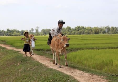 A boy rides his cow on a paddy field as he returns back home in Svay Rieng province September 21, 2014. REUTERS/Samrang Pring