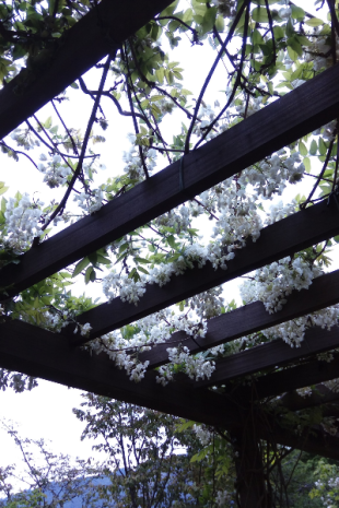 阿里山工作站前的賞花步道種植白花紫藤。（圖片提供／嘉義林區管理處）