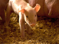 研究人員發現豬隻不孕症起因於塑膠中的化學物質，同樣恐影響人類生育能力。（photo by Wikipedia）