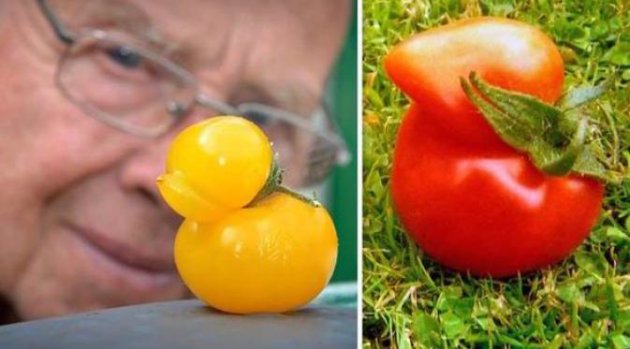 Lihat Uniknya 2 Tomat Berbentuk Anak Bebek