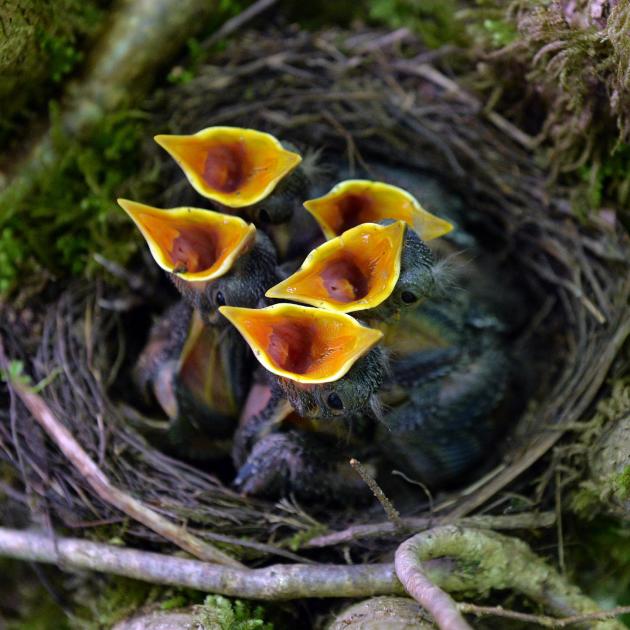 Blackbird nestlings (Turdus merula) beg for food as they sit in a nest in Lofer, Austrian province of Salzburg, Saturday, May 24, 2014.The breeding season lasts from early March to late July. (AP/Phot
