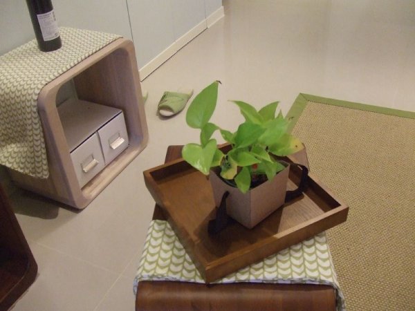 臥室內不可放置土種盆栽，避免影響健康運。朵卡室內設計提供