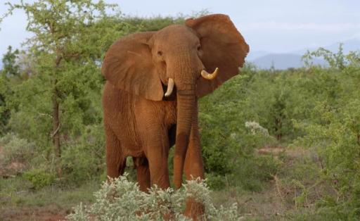 Un des plus grands éléphants d'Afrique tué par les flèches empoisonnées des braconniers