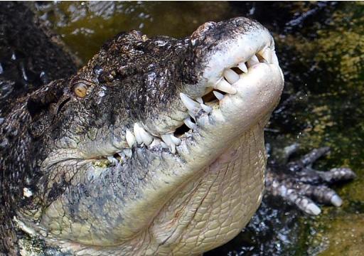A total of 75 crocodile attacks, of which 65 were fatal, have been recorded in Papua New Guinea since 1958, according to the CrocBITE database