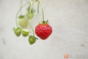 草莓的好處比想像中更多！草莓酸甜可口、香氣濃郁，可鮮食，又能加工製成各種美味食品，如果汁、果醬、果酒等，但除此之外，草莓的豐富營養素，更有保健腸道、預防感冒、降低泌尿道感染等養生保健的作用。正值草莓盛產，此時不吃，更待何時？