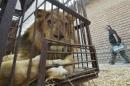 Un lion né en captivité au Pérou, prêt à s'envoler depuis Lima vers l'Afrique du Sud, le 27 avril 2016 où il sera relâché d...<br /><br />Source : <a href=