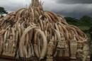 Le Kenya brûle des tonnes d'ivoire pour lutter contre le braconnage