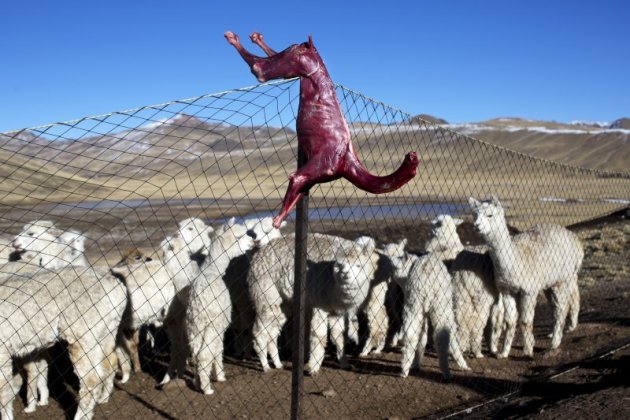 秘魯安地斯山脈近日遭寒流侵襲，數萬隻羊駝因食物不足餓死，當地原住民生活大受影響（美聯社）